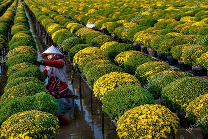 Mỹ Tâm: Họa mi tóc nâu và mối quan hệ với học trò